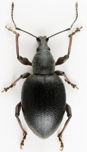 Otiorhynchus tenebricosus